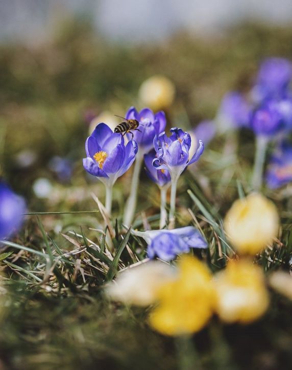 Frühlingserwachen in Zell am See-Kaprun