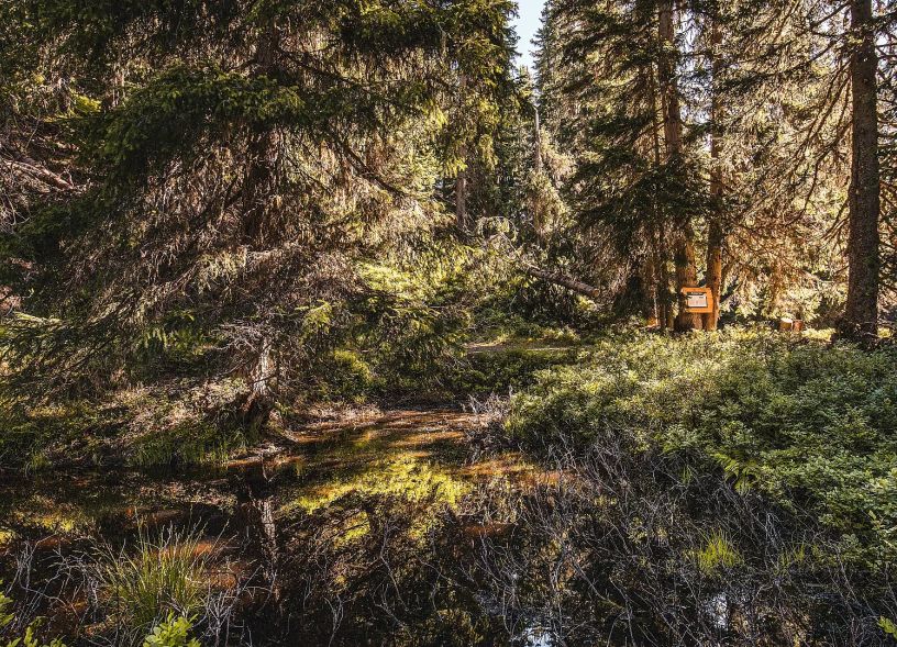 sagen-und-mythen-wald-auf-der-schmittenhoehe-copyright-schmittenhoehebahn-ag-1